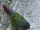 Conure
