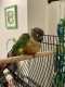 Conure