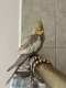 Cockatiel
