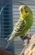 Parakeet