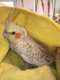 Cockatiel