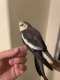 Cockatiel