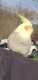 Cockatiel