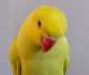 Indian Ringneck Parakeet