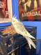 Cockatiel