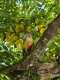 Conure