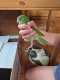 Bird / Parrot
