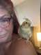 Cockatiel