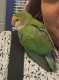 Lovebird