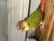 Conure