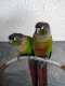 Conure