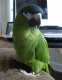 Macaw