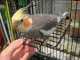Cockatiel