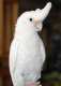 Cockatoo