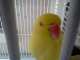 Indian Ringneck Parakeet