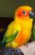 Conure