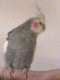 Cockatiel