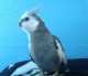 Cockatiel