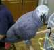 African Grey