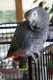 African Grey