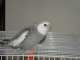Cockatiel