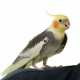 Cockatiel