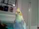 Cockatiel