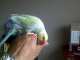 Indian Ringneck Parakeet