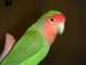 Lovebird
