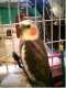 Cockatiel