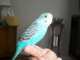 Parakeet