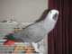 African Grey