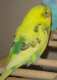 Budgerigar