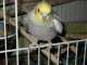 Cockatiel
