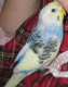 Budgerigar