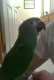 Conure
