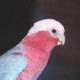 Galah Cockatoo