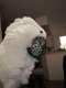 Cockatoo
