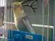 Cockatiel