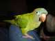 Conure