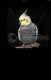 Cockatiel