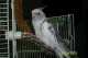 Cockatiel