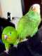 Conure