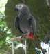 African Grey