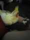 Cockatiel