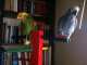 African Grey