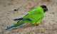 Conure