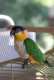 Caique