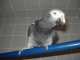 African Grey