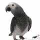 African Grey